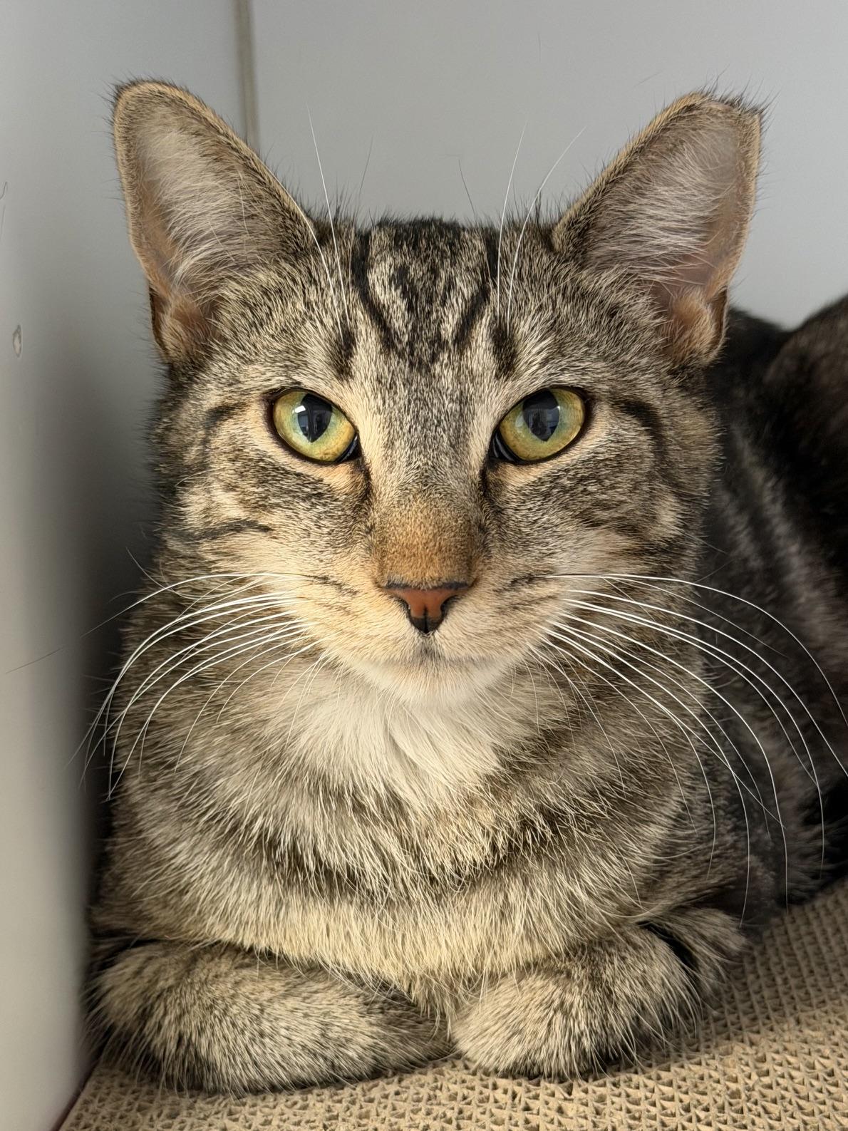 Enlarge Veronica Vaughn, a ADOPTABLE Domestic Short Hair in Norwalk, CT image 1/2