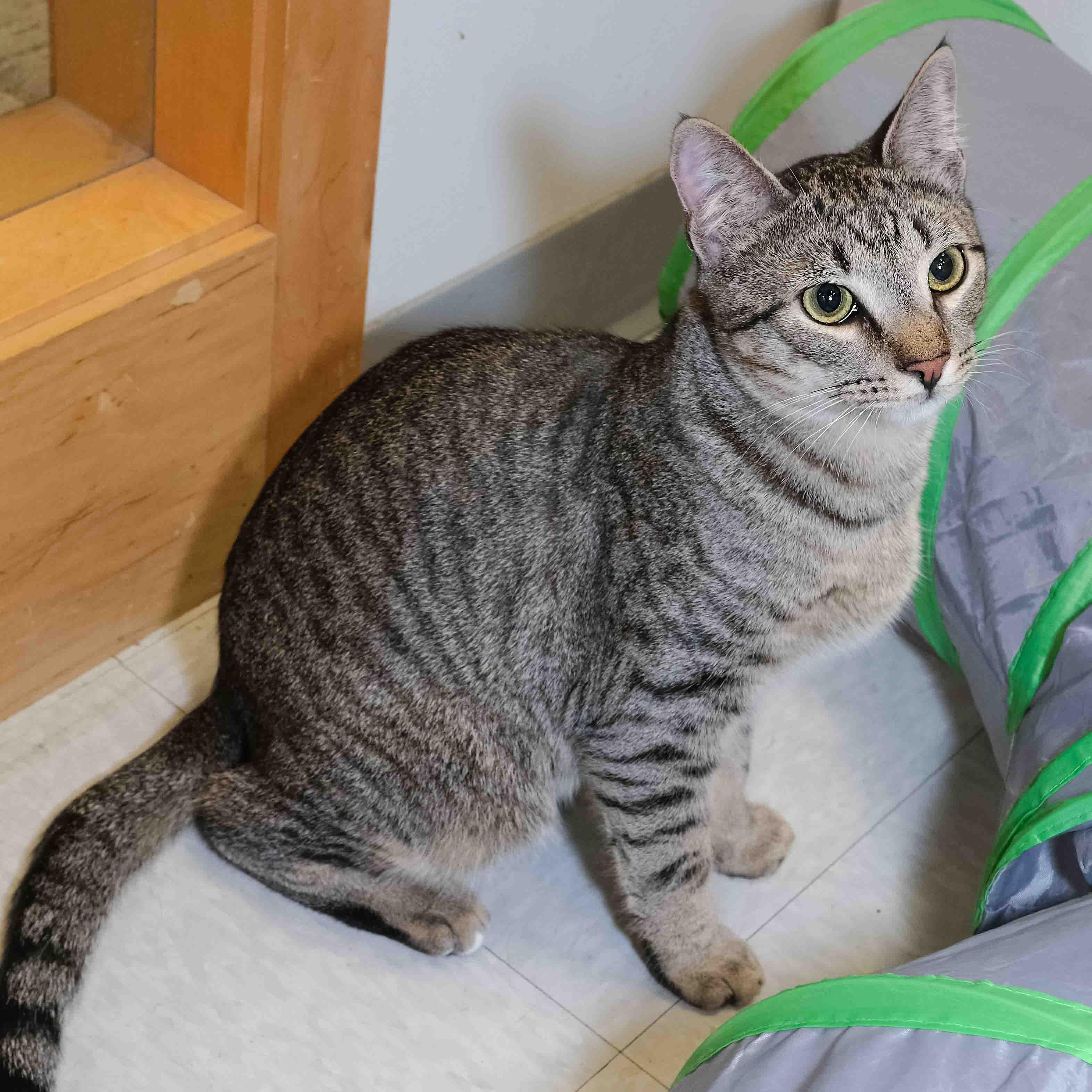 Enlarge Woodstock, a Adoptable Domestic Short Hair in Stamford, CT image 2/6