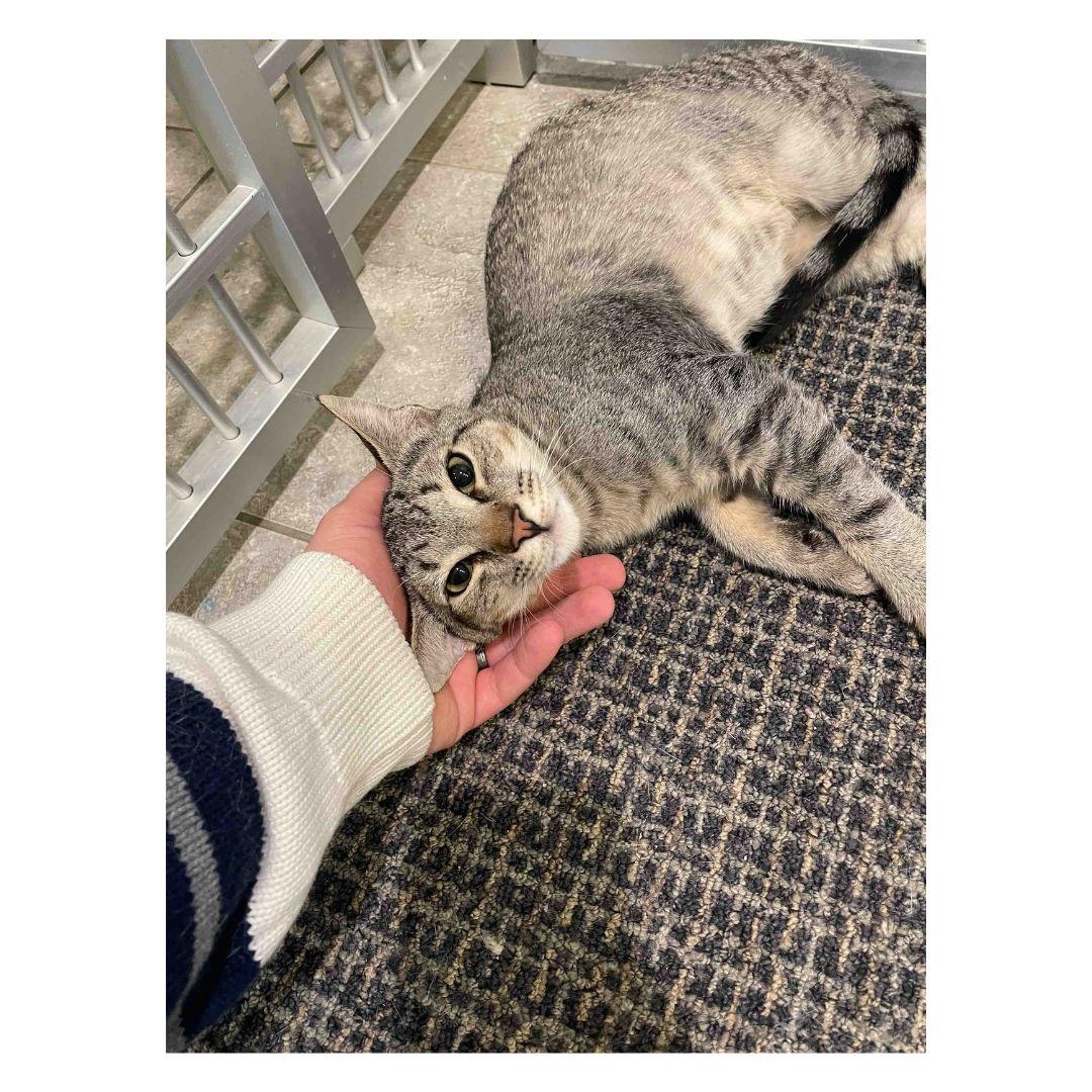 Enlarge Woodstock, a Adoptable Domestic Short Hair in Stamford, CT image 4/6