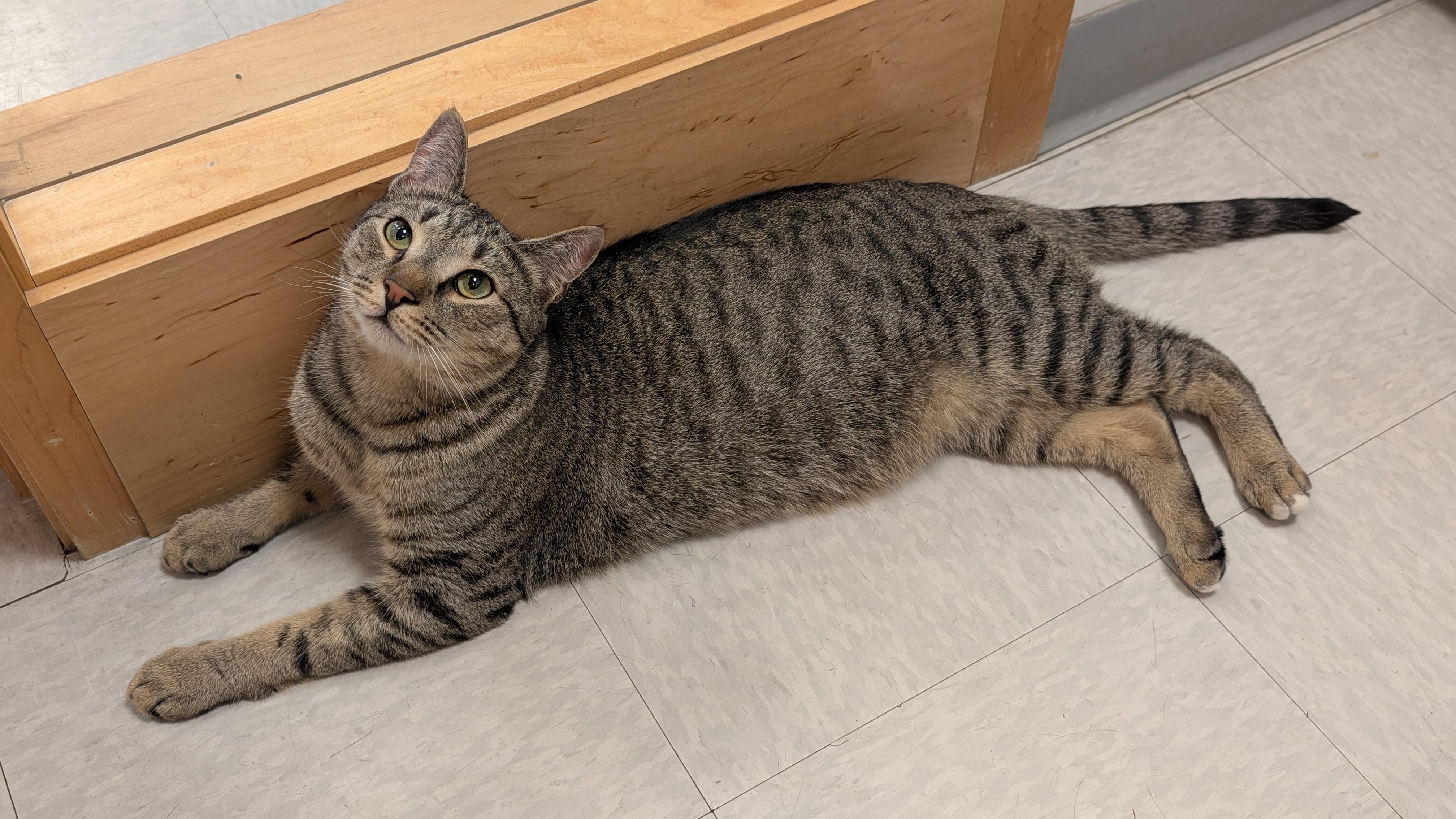 Enlarge Woodstock, a Adoptable Domestic Short Hair in Stamford, CT image 3/6