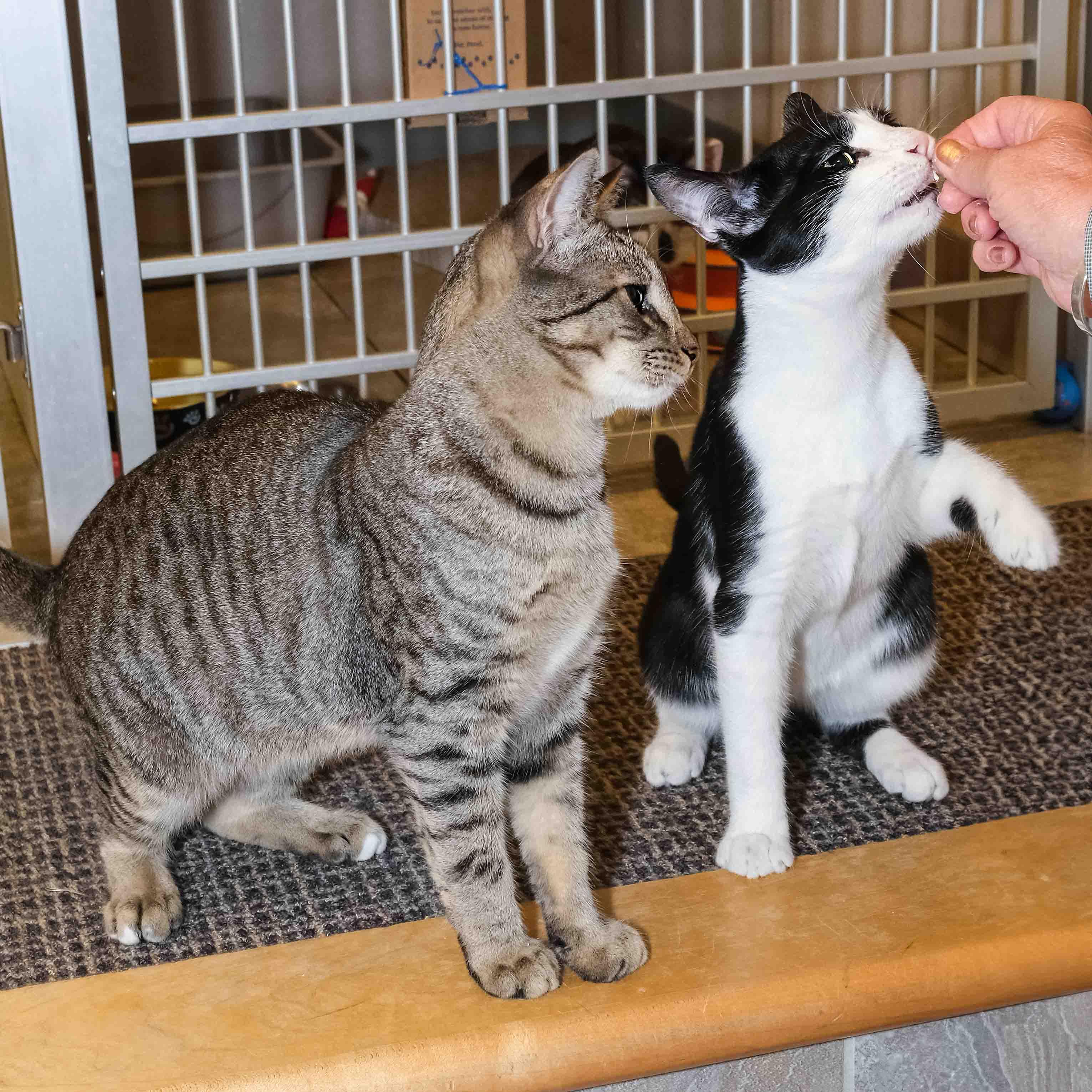 Enlarge Woodstock, a Adoptable Domestic Short Hair in Stamford, CT image 5/6