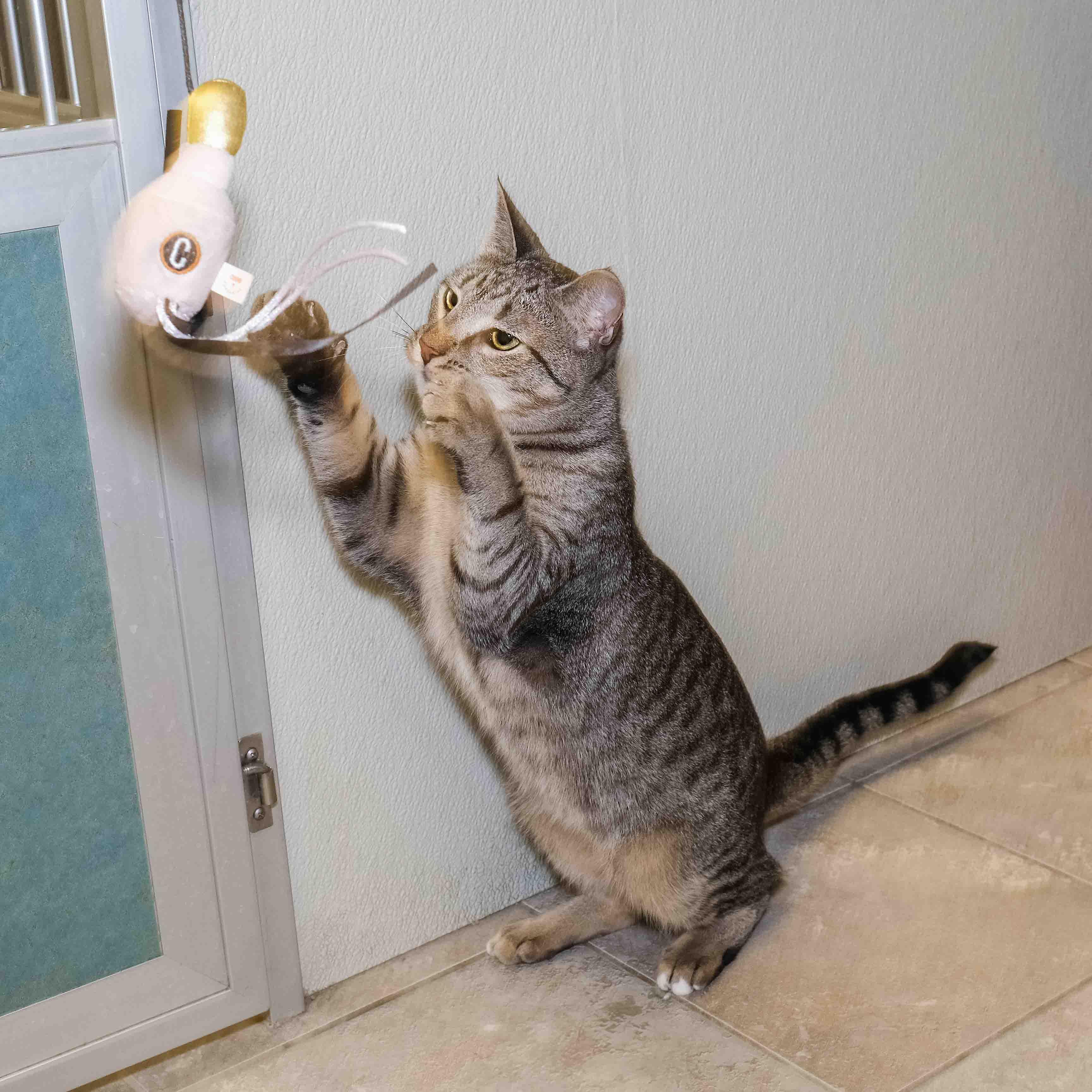 Enlarge Woodstock, a Adoptable Domestic Short Hair in Stamford, CT image 6/6