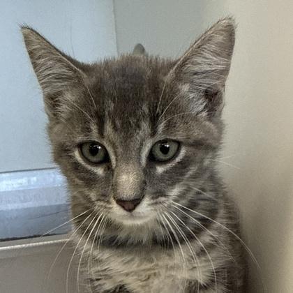 Enlarge Tut, a Adoptable Domestic Short Hair in Lansing, MI image 1/1