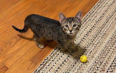 Andromeda, an adopted mixed breed in Schenectady, NY image 3/5