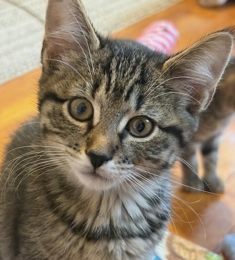 Andromeda, an adopted mixed breed in Schenectady, NY image 2/5