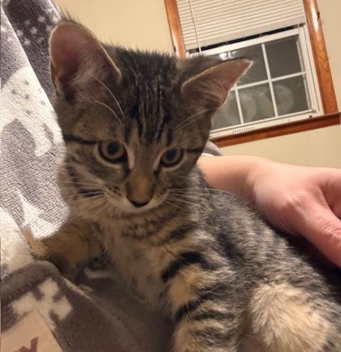 Andromeda, adopted, Kitten Female Domestic Short Hair.