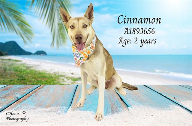 CINNAMON — thumbnail 2