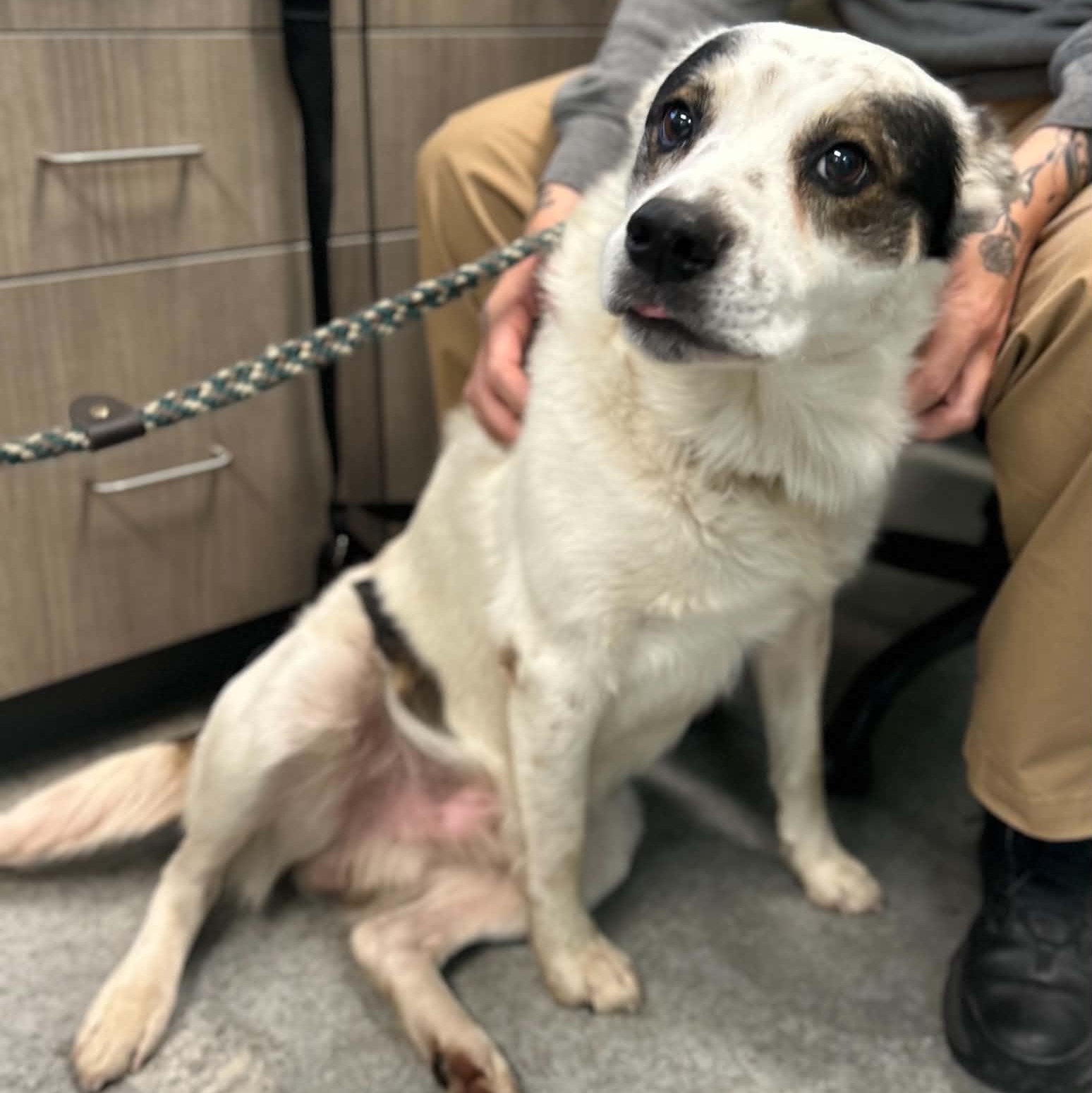Enlarge Tony Pepperoni, a Adoptable mixed breed in Manchester, TN image 2/4
