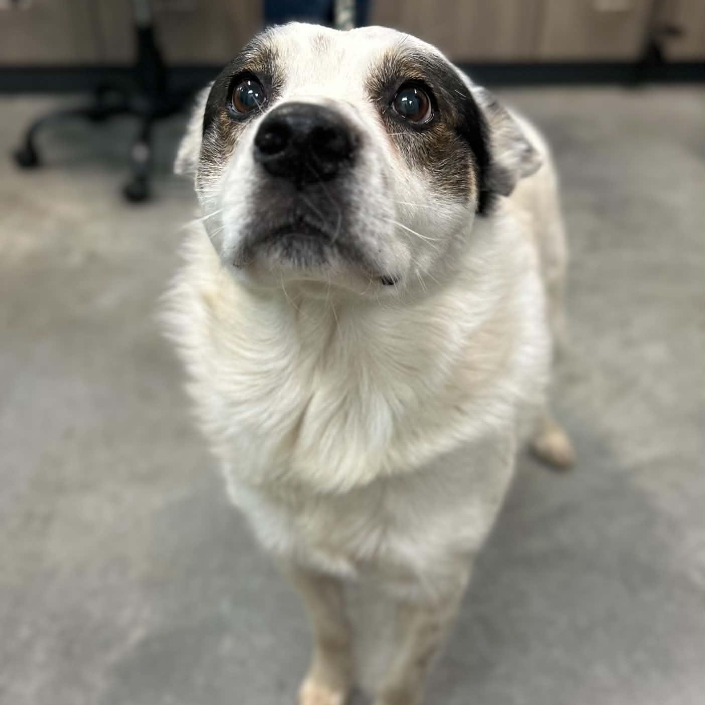 Enlarge Tony Pepperoni, a Adoptable mixed breed in Manchester, TN image 3/4