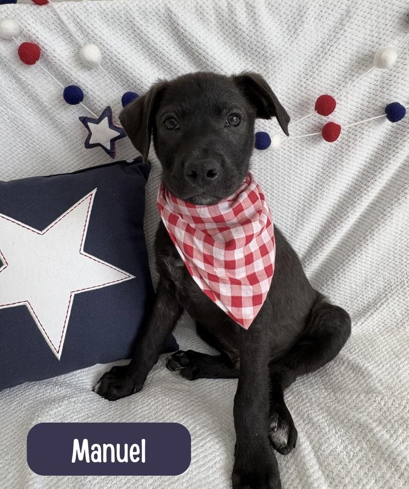 Manuel, Adoptable, Puppy Male Labrador Retriever.