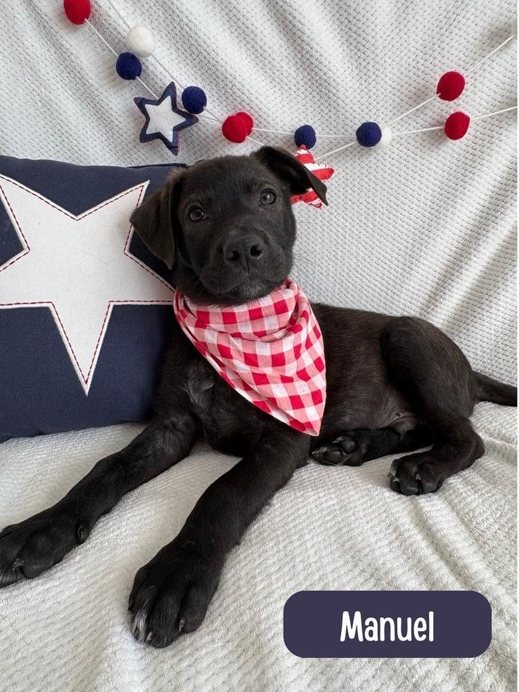 Manuel, a Adoptable mixed breed in Sedalia, CO image 2/3