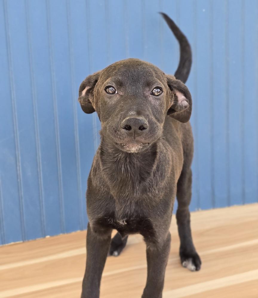 Enlarge Manuel, a Adoptable mixed breed in Sedalia, CO image 3/6