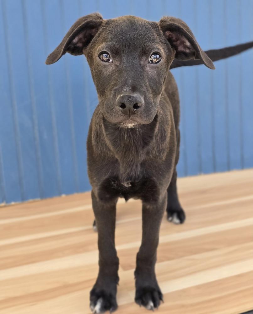 Enlarge Manuel, a Adoptable mixed breed in Sedalia, CO image 4/6