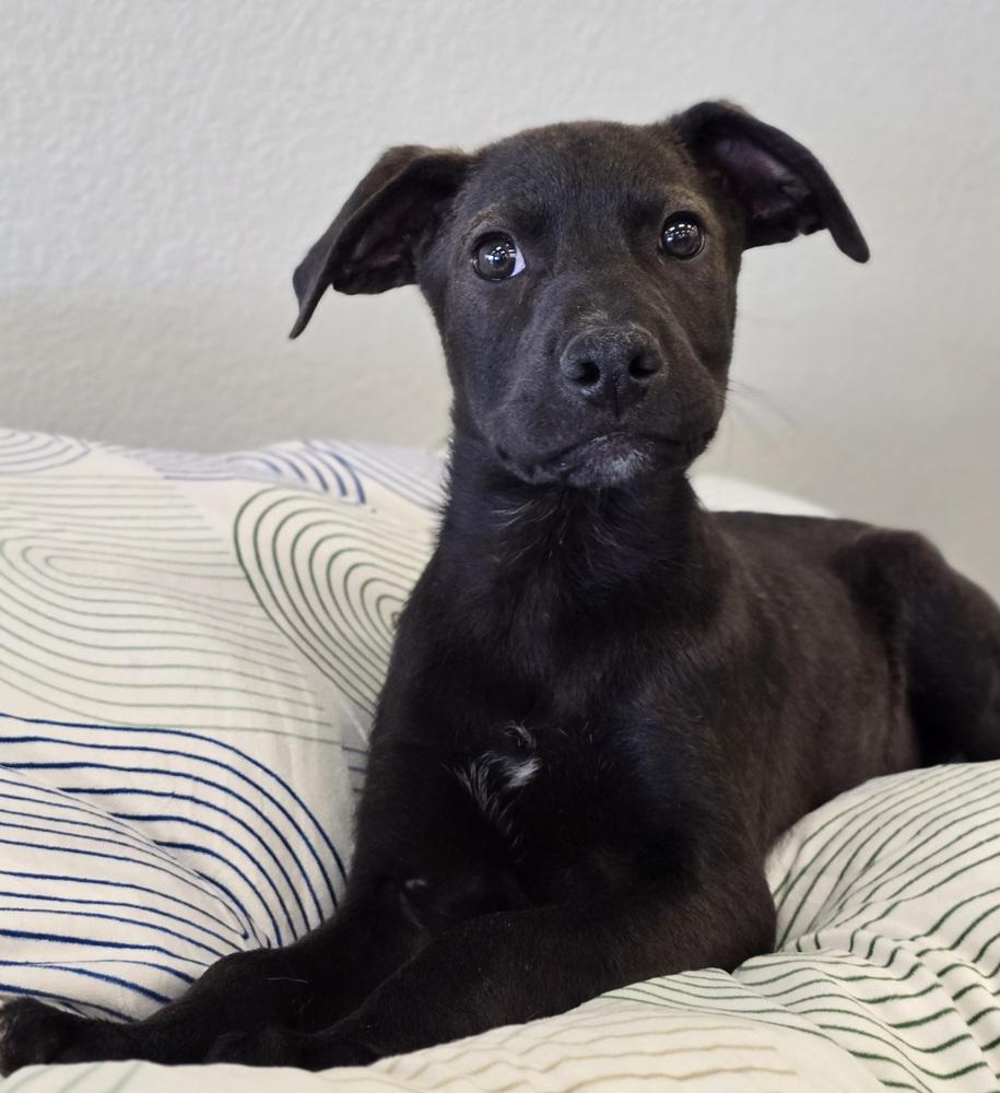 Manuel, a Adoptable mixed breed in Sedalia, CO image 3/3
