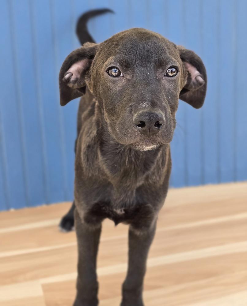 Enlarge Manuel, a Adoptable mixed breed in Sedalia, CO image 6/6