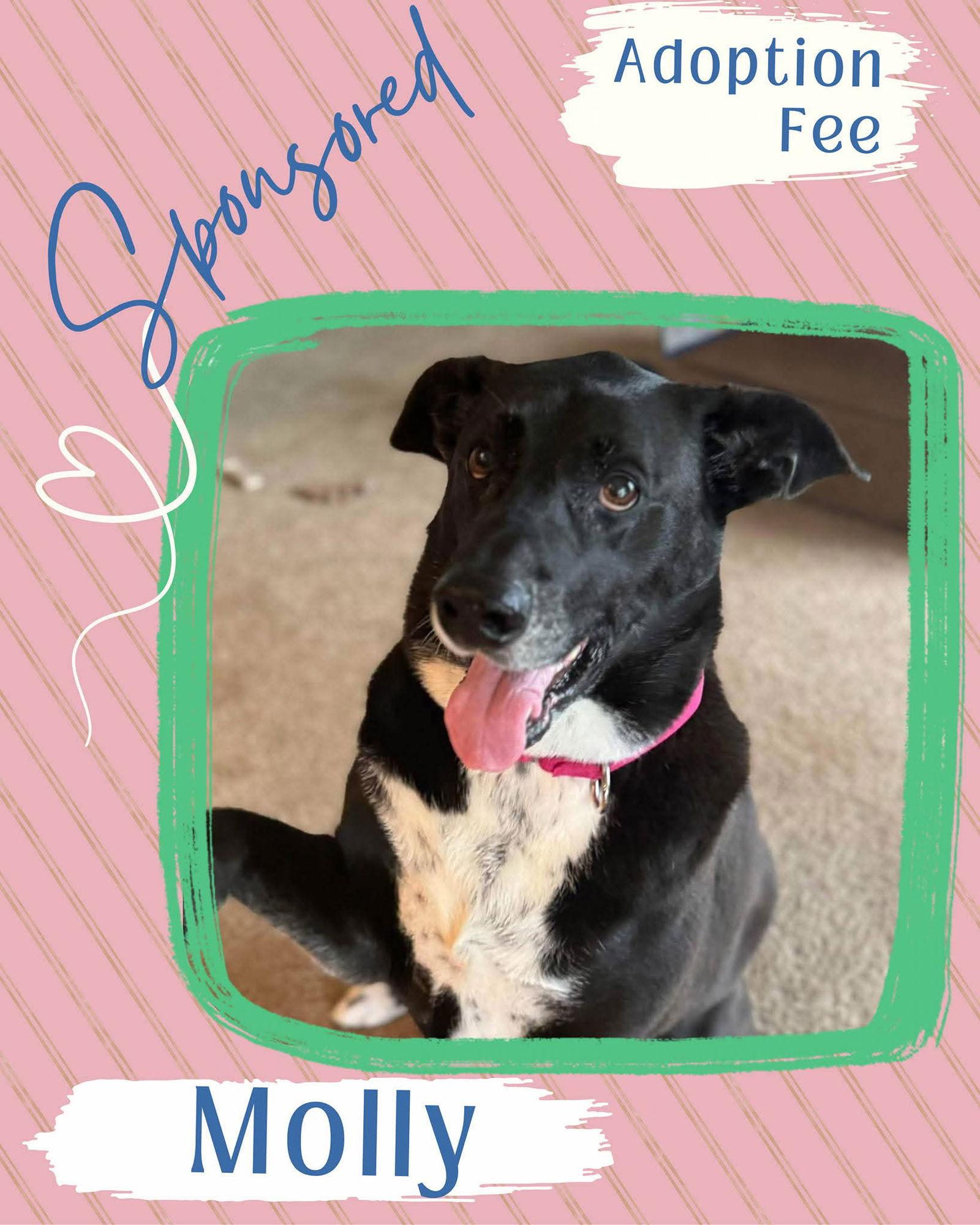 Enlarge Molly, a Adoptable Labrador Retriever in New London, WI image 1/3