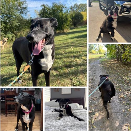 Enlarge Molly, a Adoptable Labrador Retriever in New London, WI image 2/3