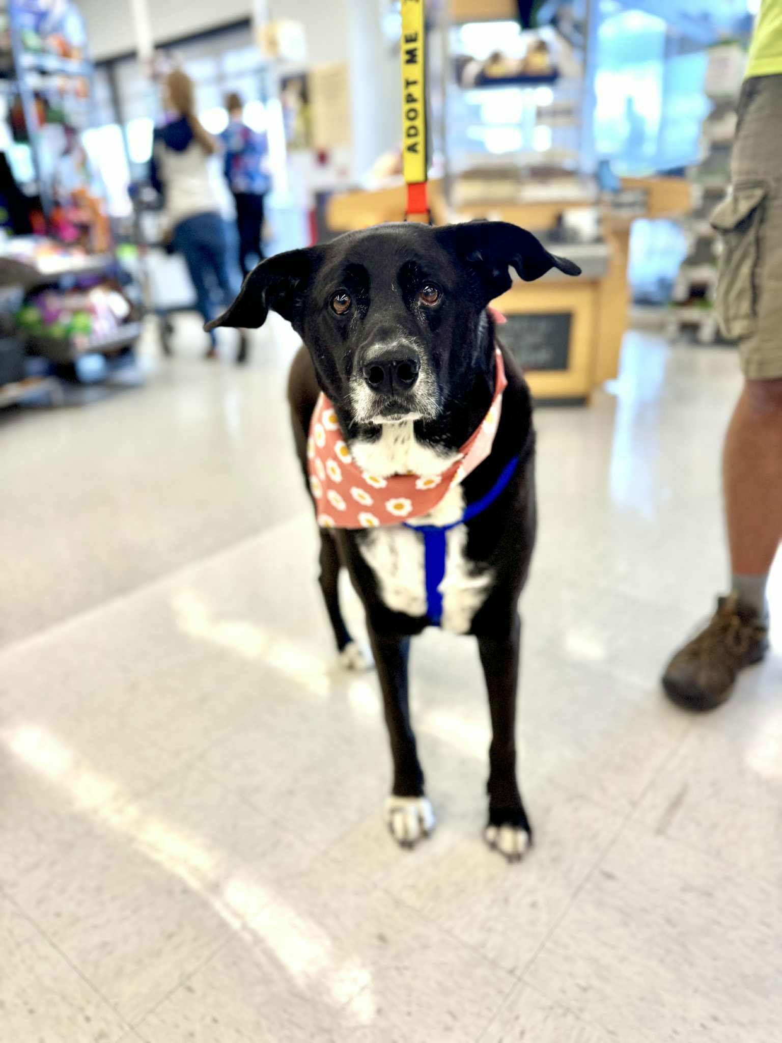 Enlarge Molly, a Adoptable Labrador Retriever in New London, WI image 3/3