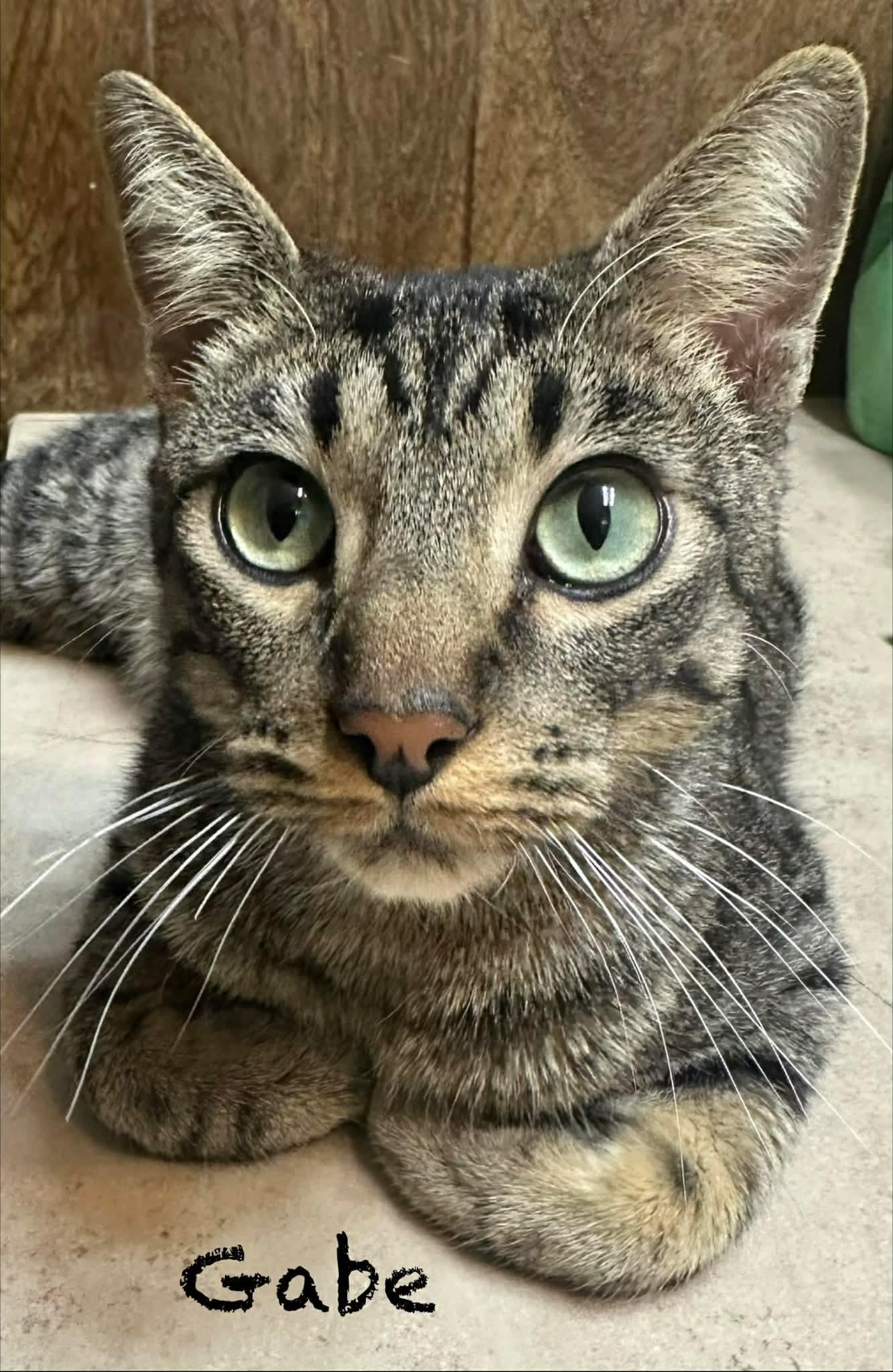 Enlarge Gabe, a Adoptable Domestic Short Hair in McKinney, TX image 3/3