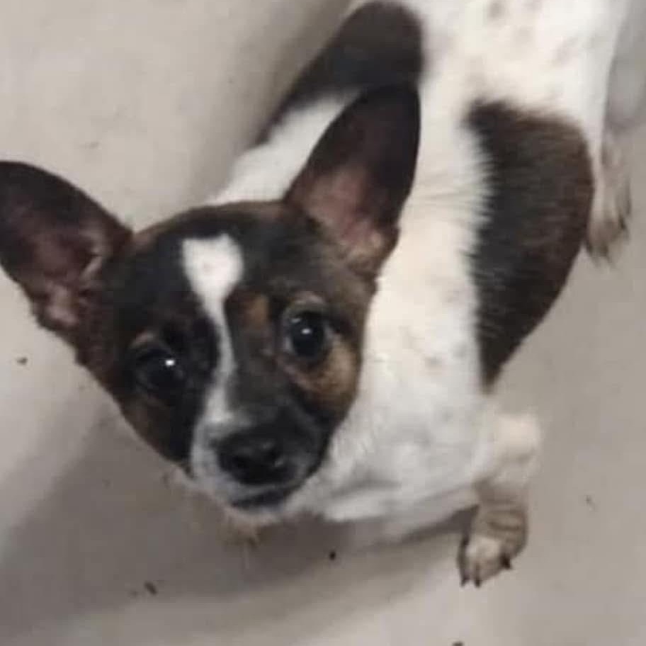 Enlarge Cutie Pie, a Adoptable mixed breed in Fresno, CA image 1/1
