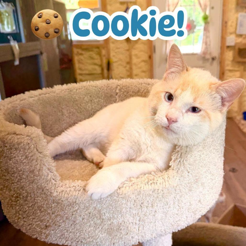 Enlarge Cookie, a Adoptable Siamese in Park Falls, WI image 1/3