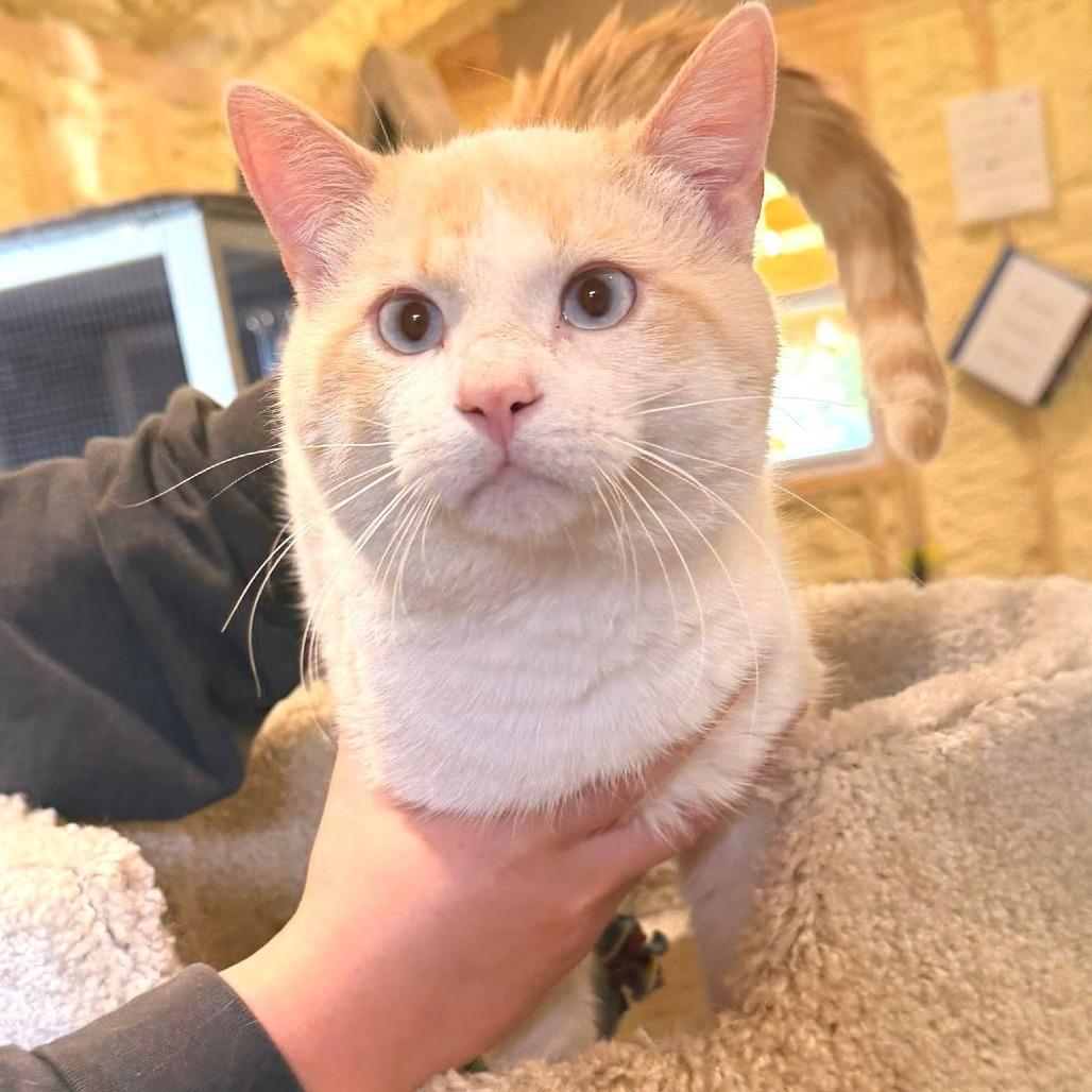 Enlarge Cookie, a Adoptable Siamese in Park Falls, WI image 2/3