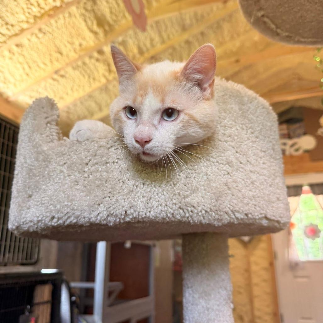 Enlarge Cookie, a Adoptable Siamese in Park Falls, WI image 3/3
