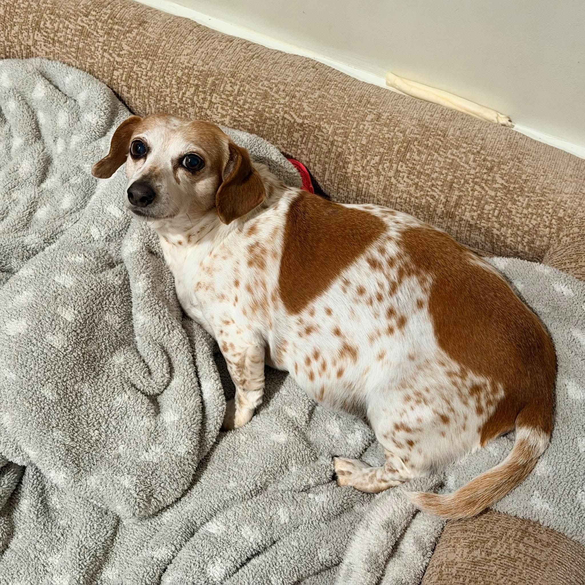 Enlarge Gigi, a ADOPTABLE Dachshund in Fort Walton Beach, FL image 3/3