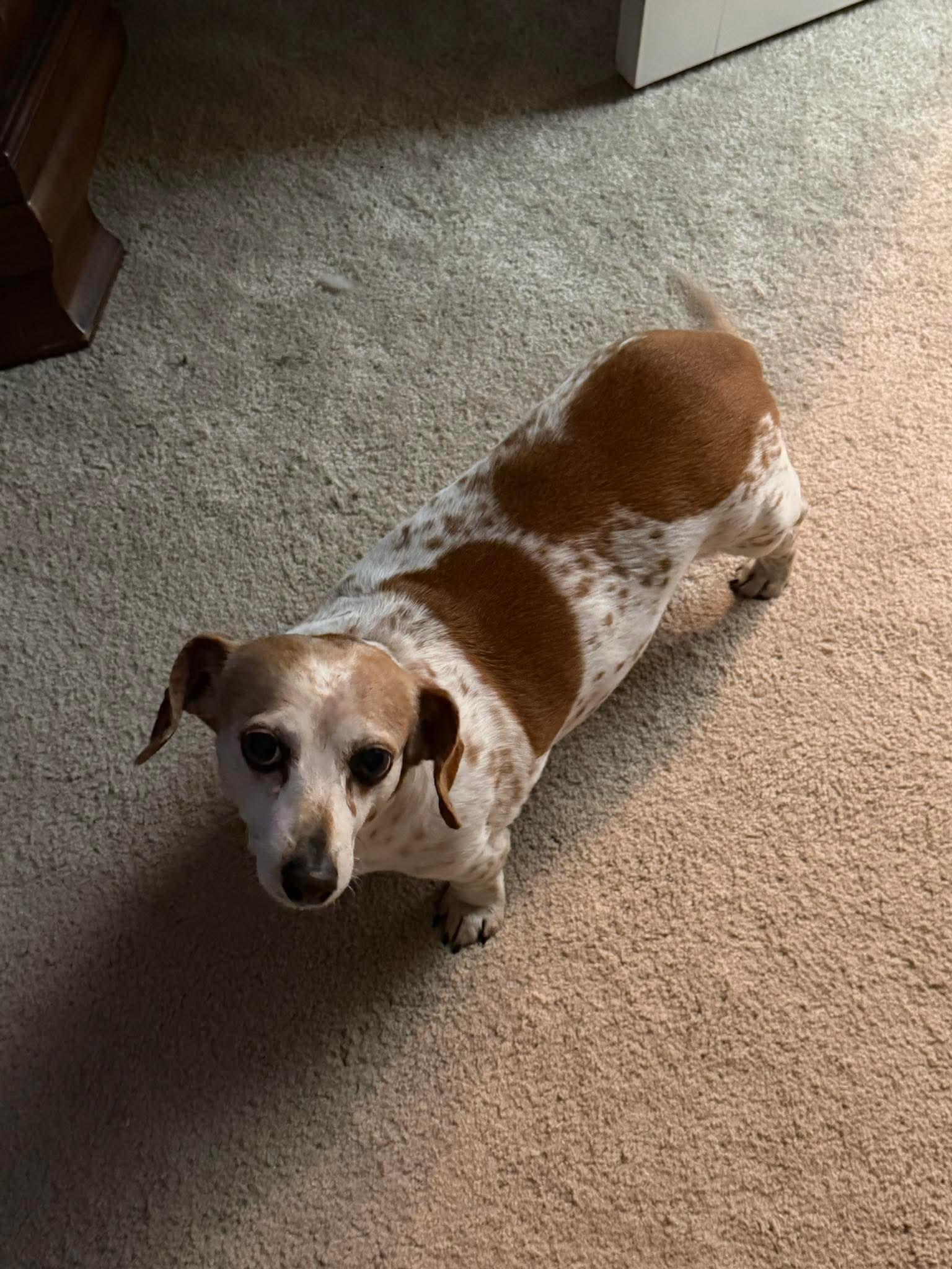 Enlarge Gigi, a ADOPTABLE Dachshund in Fort Walton Beach, FL image 2/3