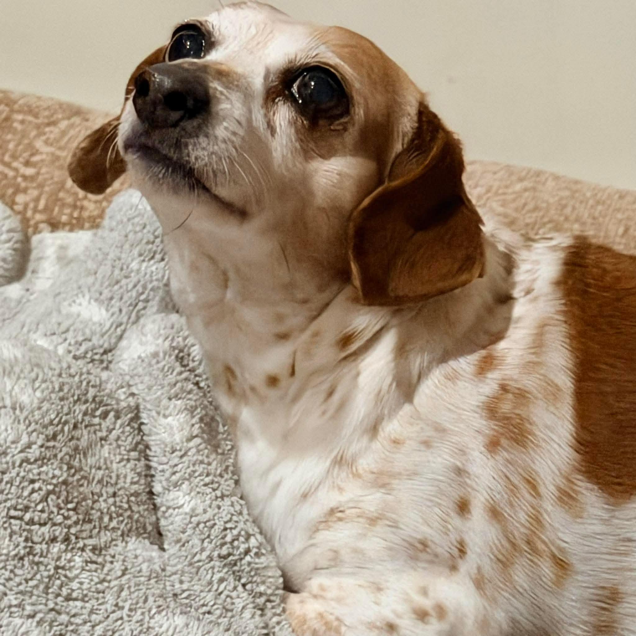 Enlarge Gigi, a ADOPTABLE Dachshund in Fort Walton Beach, FL image 1/3