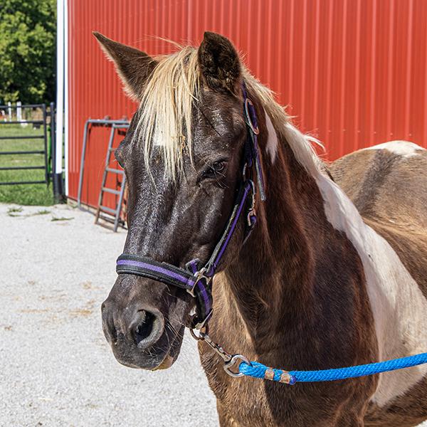 Sally -- Bonded Buddy With Annie, Adoptable, Senior Female Pony.