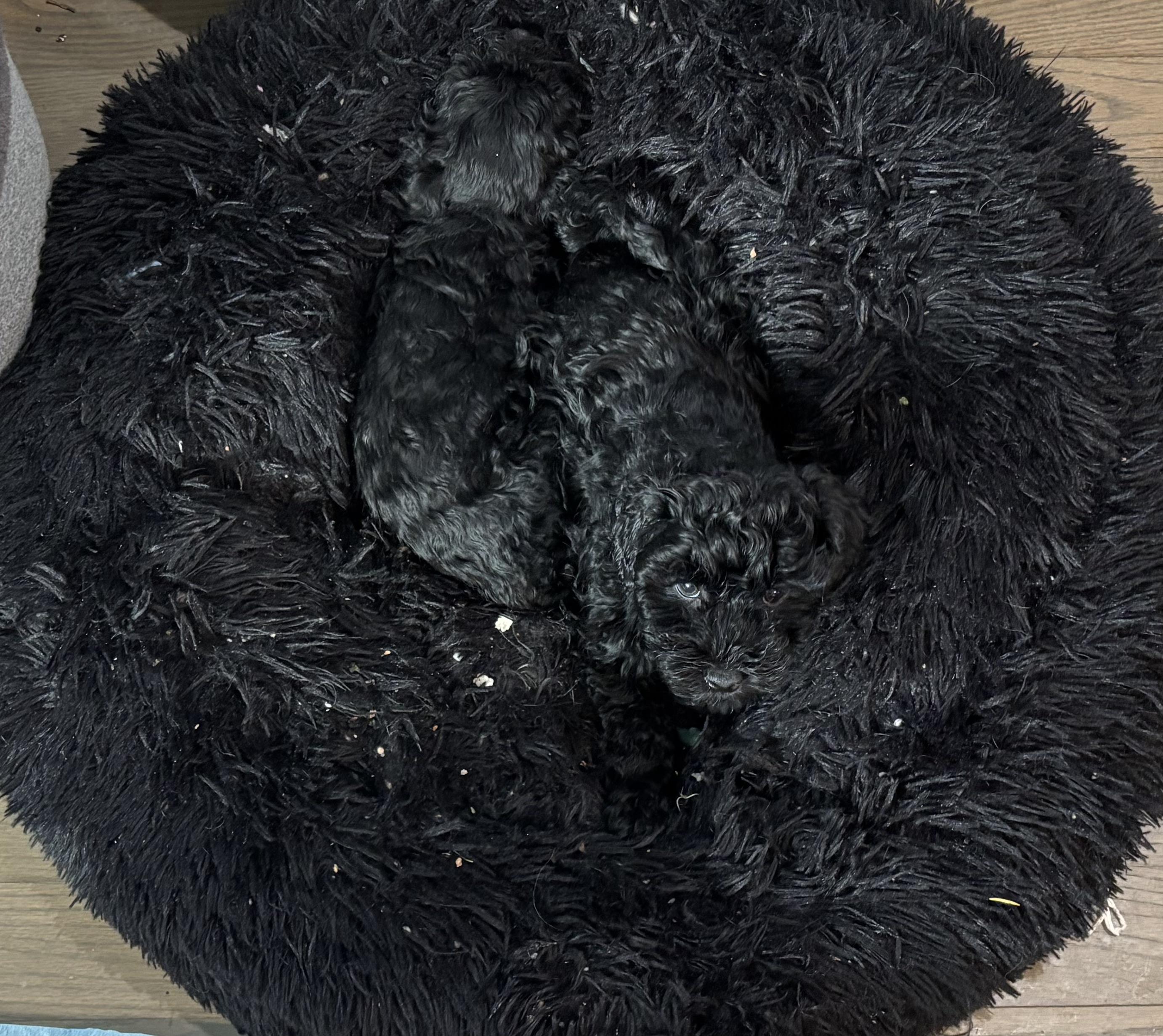 Can you spot the puppies???, adopted, Puppy Male Poodle (Toy).