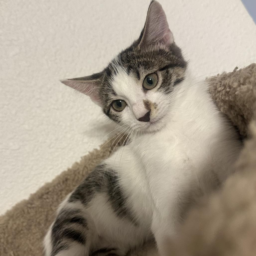 Coral, Adoptable, Kitten Female Domestic Short Hair.