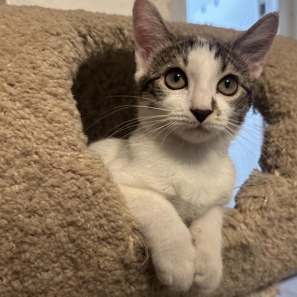 Coral, a Adoptable Domestic Short Hair in Layton, UT image 2/4