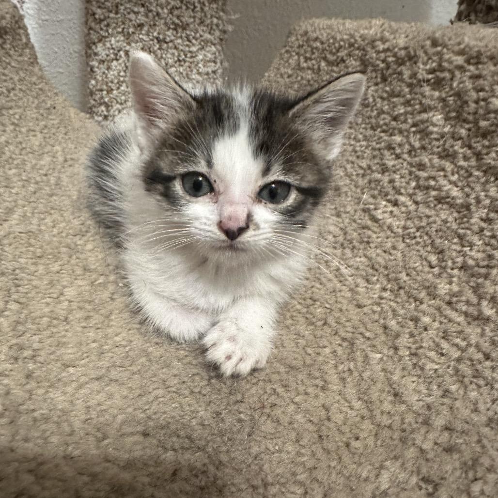 Coral, a Adoptable Domestic Short Hair in Layton, UT image 3/4