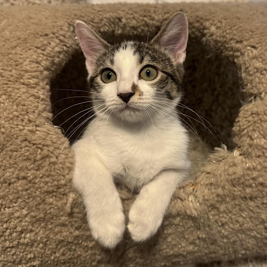 Coral, a Adoptable Domestic Short Hair in Layton, UT image 4/4