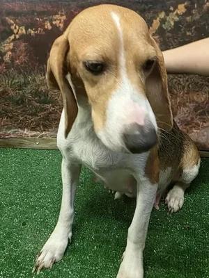 Enlarge Jane, a Adoptable Beagle in St. Paul, MN image 5/5