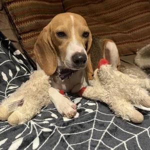 Enlarge Jane, a Adoptable Beagle in St. Paul, MN image 3/5