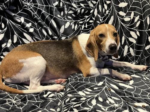 Enlarge Jane, a Adoptable Beagle in St. Paul, MN image 2/5