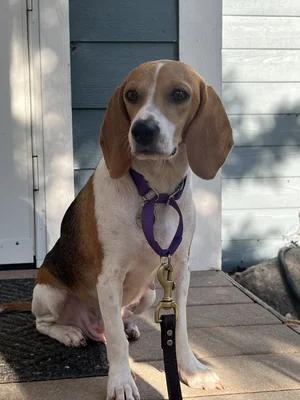 Jane, Adoptable, Adult Female Beagle.
