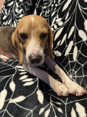Enlarge Jane, a Adoptable Beagle in St. Paul, MN image 4/5