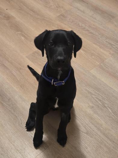 Enlarge Available - Blue, a Adoptable mixed breed in Liverpool, NY image 3/6