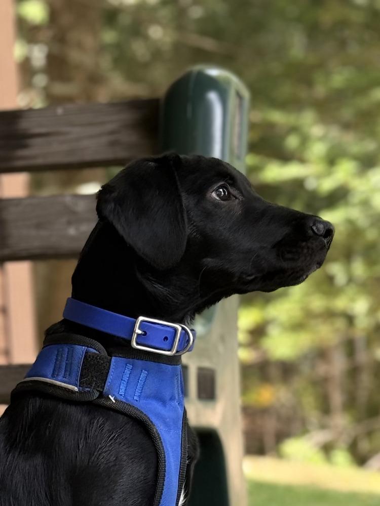 Enlarge Available - Blue, a Adoptable mixed breed in Liverpool, NY image 4/6