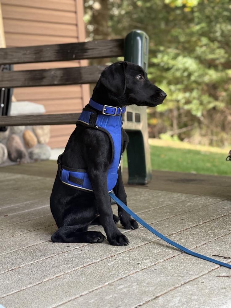 Enlarge Available - Blue, a Adoptable mixed breed in Liverpool, NY image 5/6