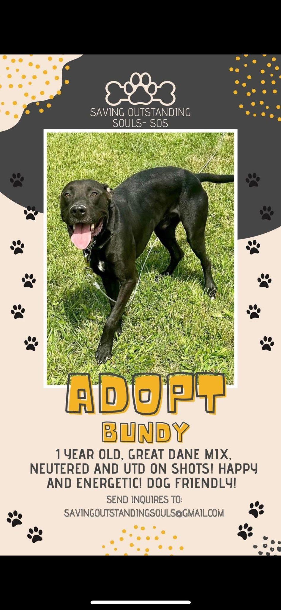 Enlarge BUNDY- SOS RESCUE, a Adoptable Great Dane in Indianapolis, IN image 1/1