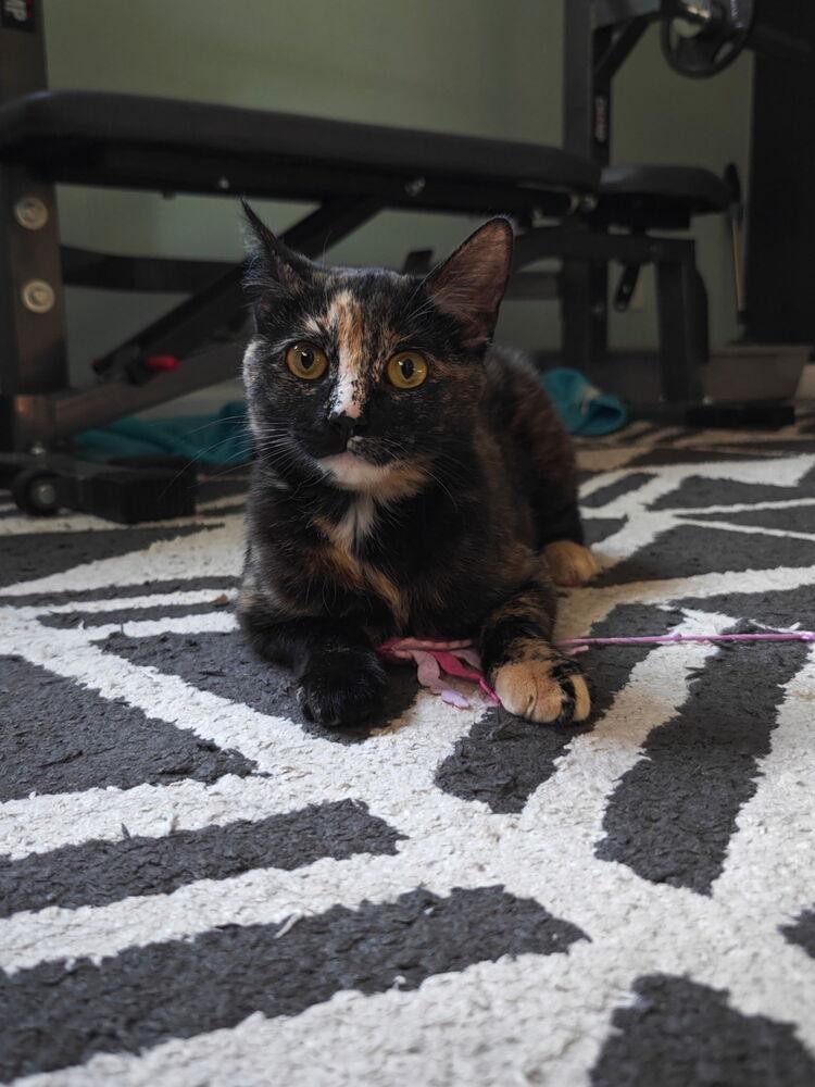 Tammy, Adoptable, Young Female Domestic Short Hair.