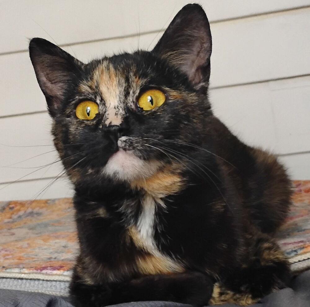 Enlarge Tammy, a Adoptable Domestic Short Hair in Ferndale, MI image 2/5