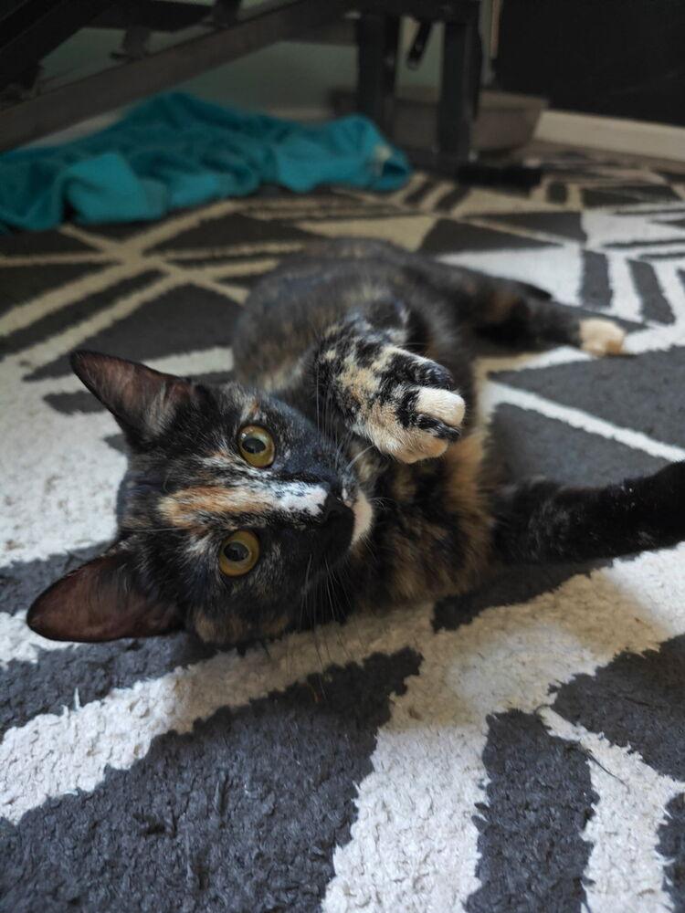 Enlarge Tammy, a Adoptable Domestic Short Hair in Ferndale, MI image 3/5