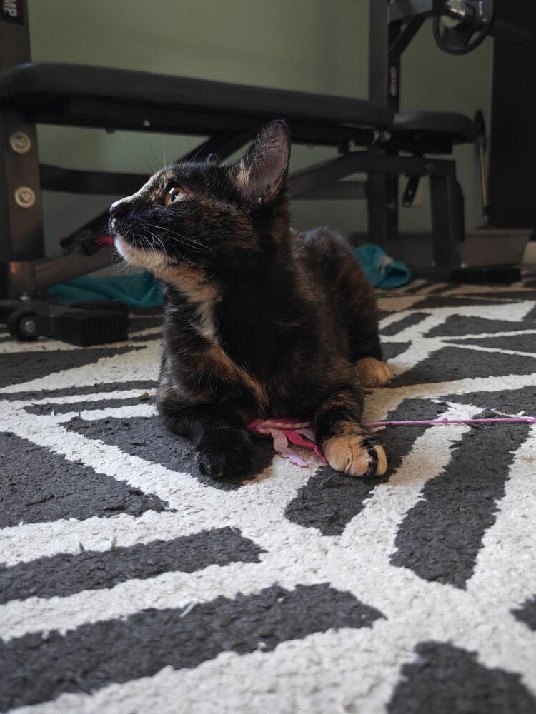 Enlarge Tammy, a Adoptable Domestic Short Hair in Ferndale, MI image 4/5