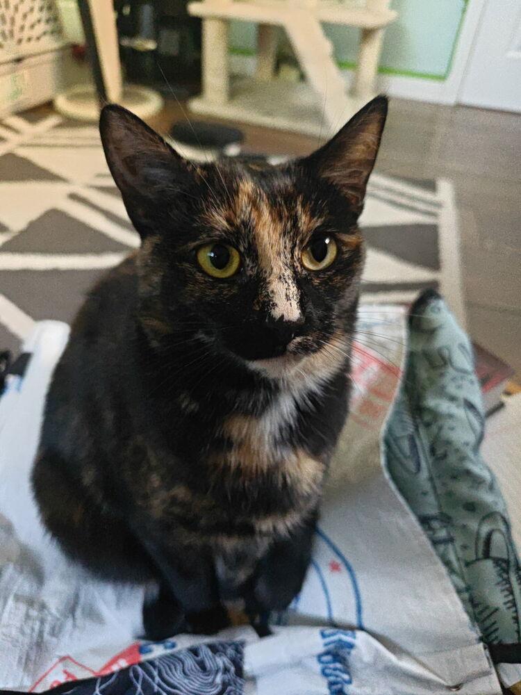 Enlarge Tammy, a Adoptable Domestic Short Hair in Ferndale, MI image 5/6